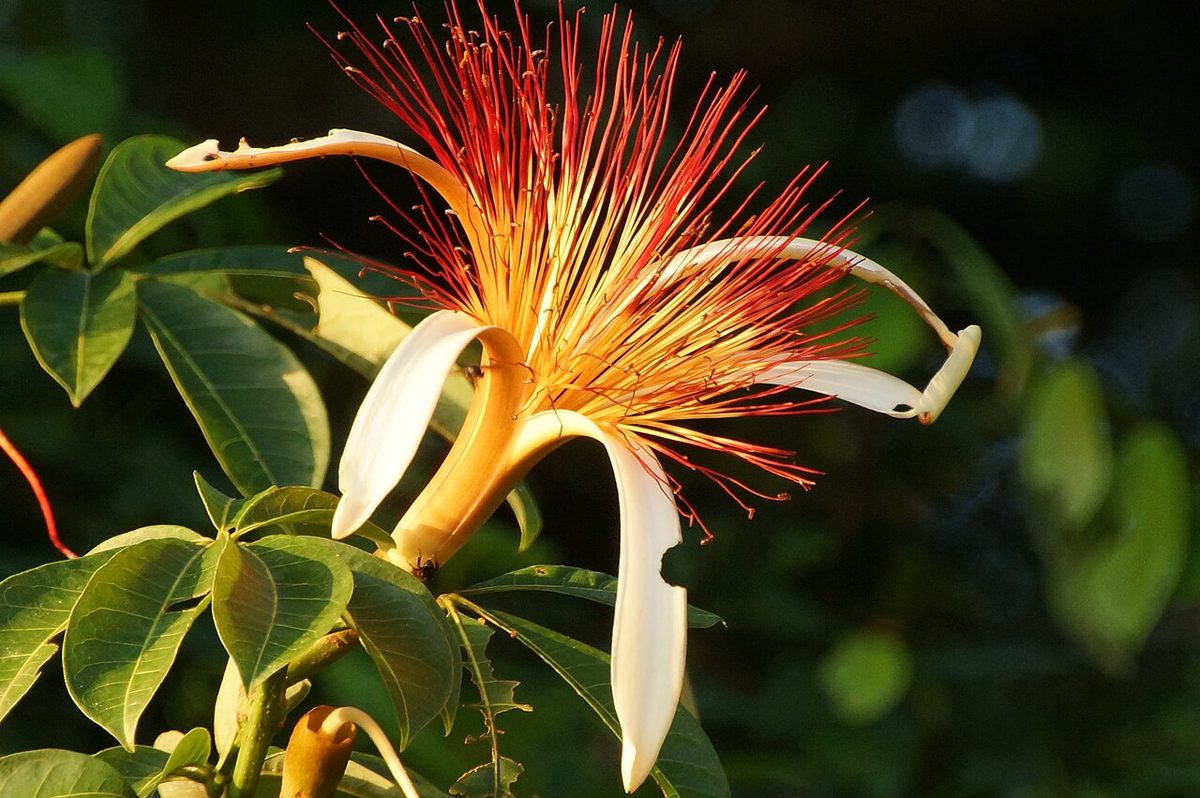 Pachira aquatica