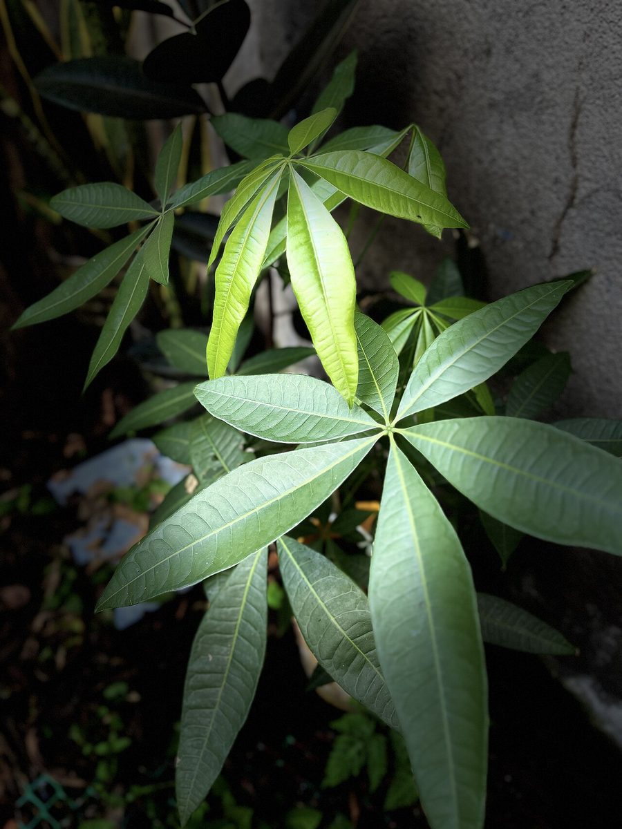 Pachira aquatica 'Money Tree'