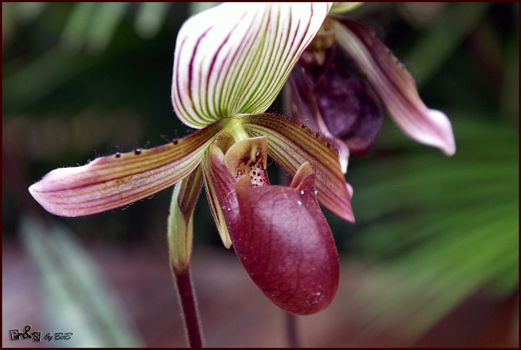 Paphiopedilum barbatum