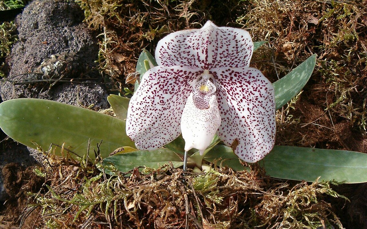 Paphiopedilum godefroyae
