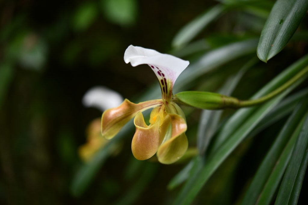 Paphiopedilum gratrixianum