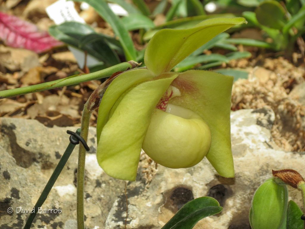 Paphiopedilum hangianum