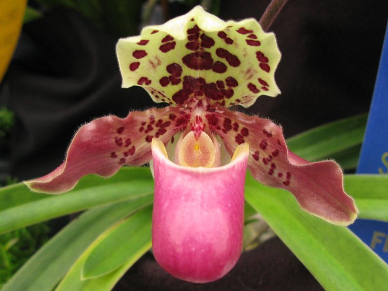 Paphiopedilum henryanum