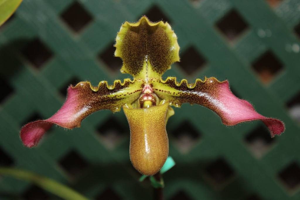 Paphiopedilum hirsutissimum