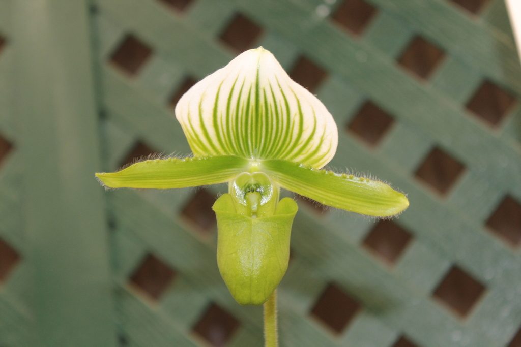 Paphiopedilum lawrenceanum