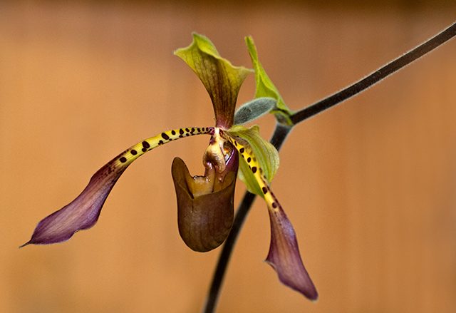 Paphiopedilum lowii