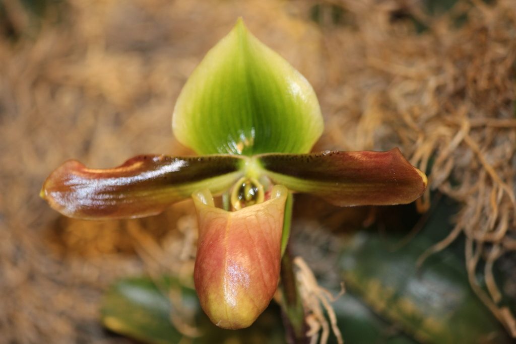 Paphiopedilum mastersianum