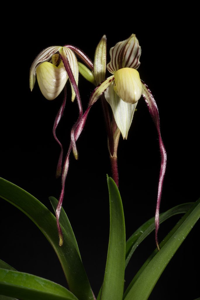 Paphiopedilum philippinense