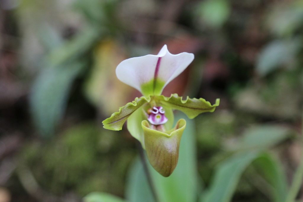 Paphiopedilum spicerianum