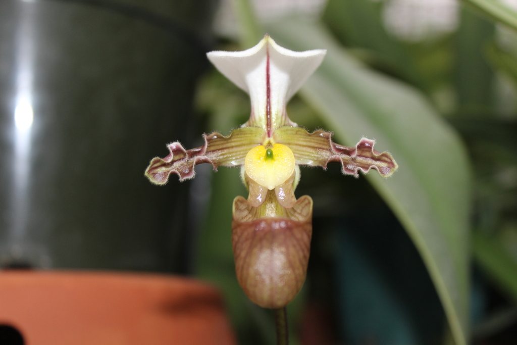 Paphiopedilum tranlienianum