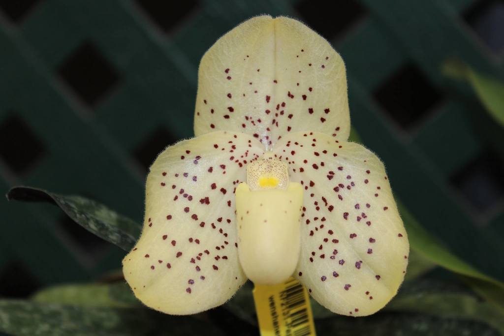 Paphiopedilum wenshanense