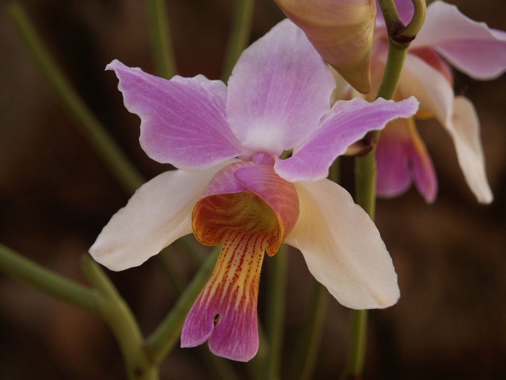 Papilionanthe teres