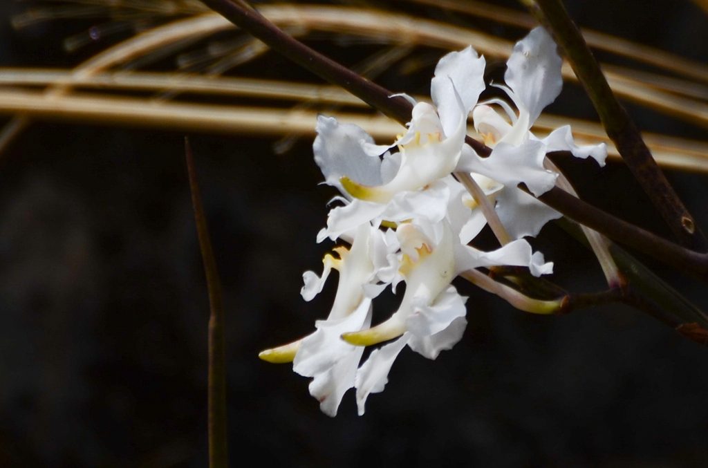 Papilionanthe vandarum