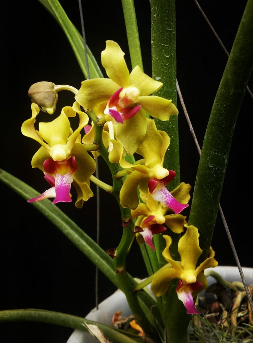 Paraphalaenopsis denevei