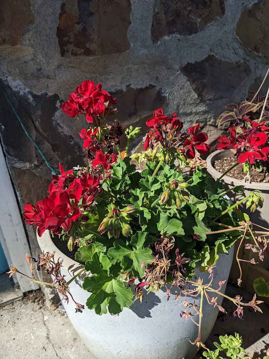 Pelargonium peltatum
