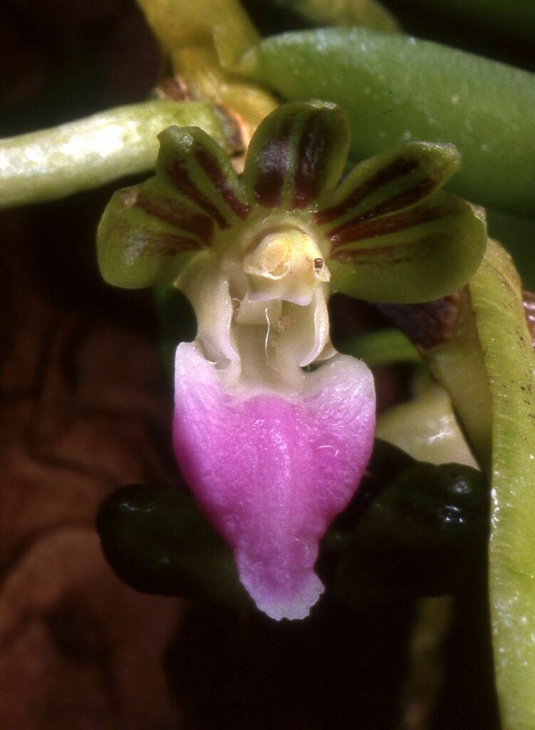 Pelatantheria