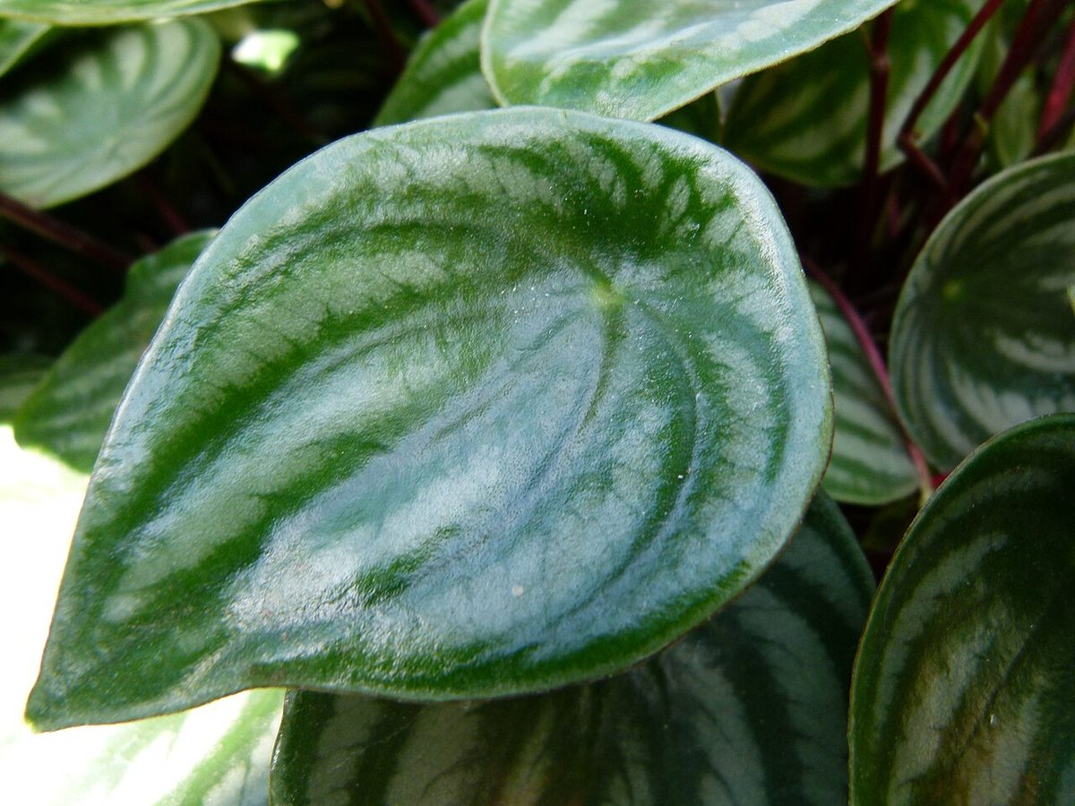 Peperomia argyreia
