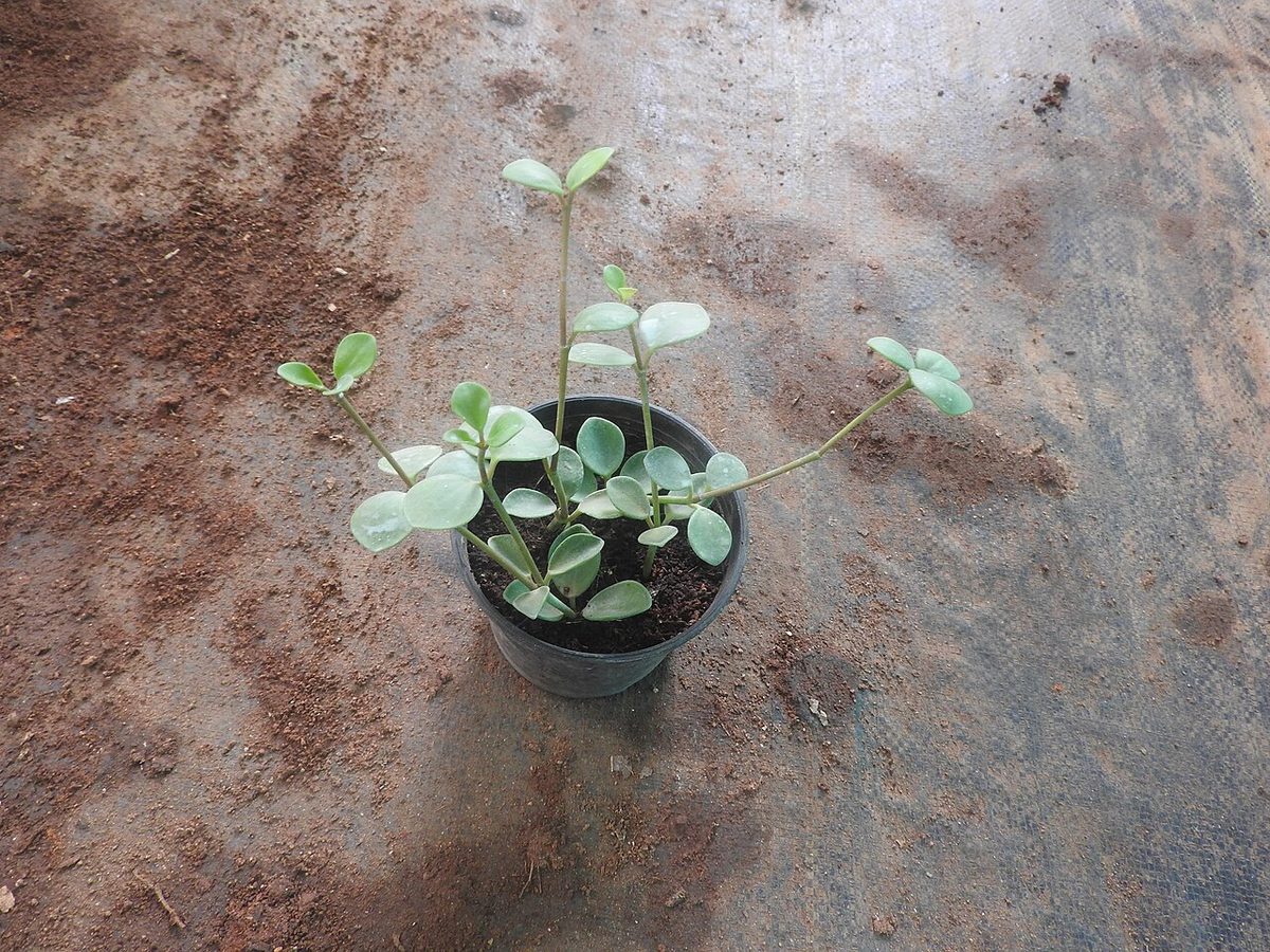 Peperomia hope