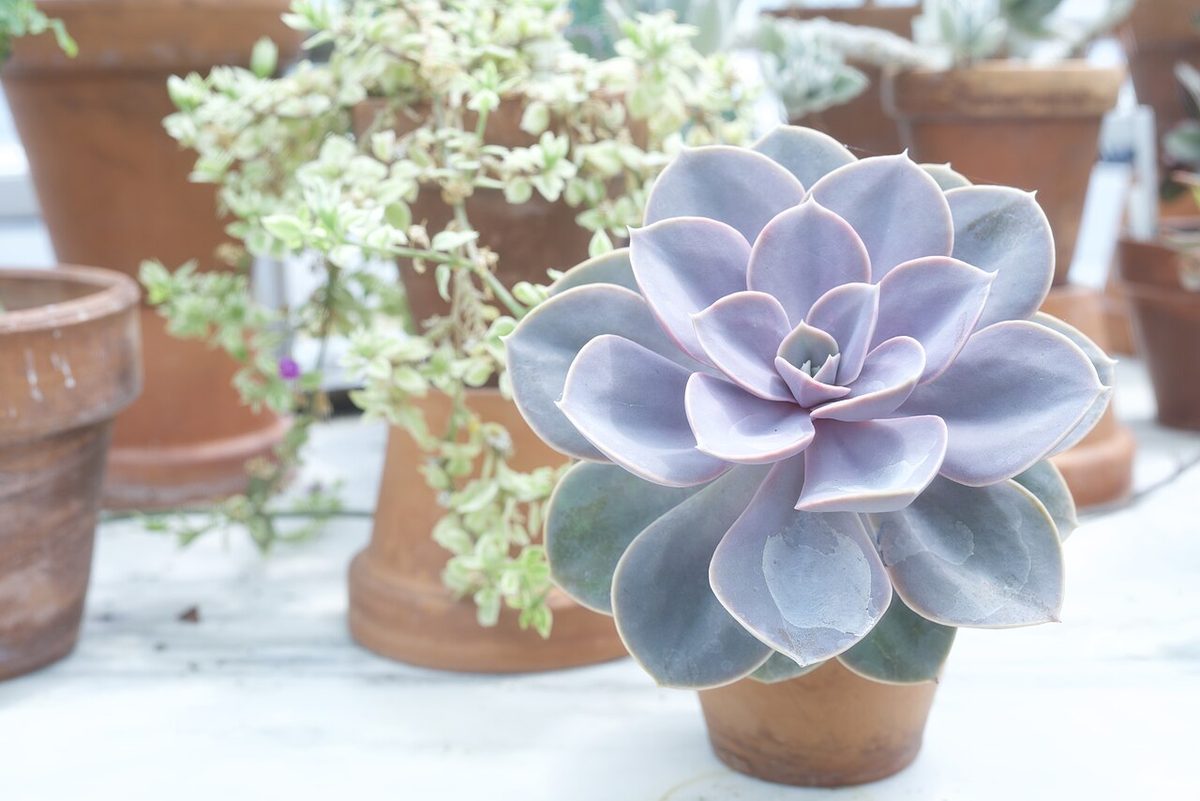 Perle von Nurnberg