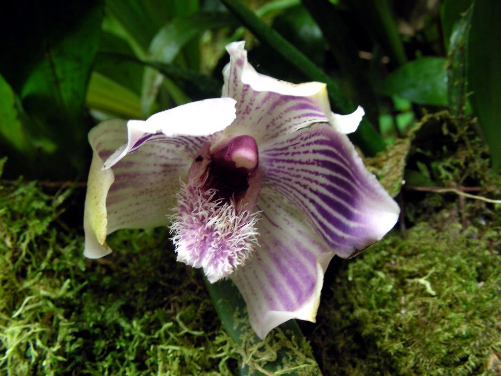 Pescatoria lehmannii