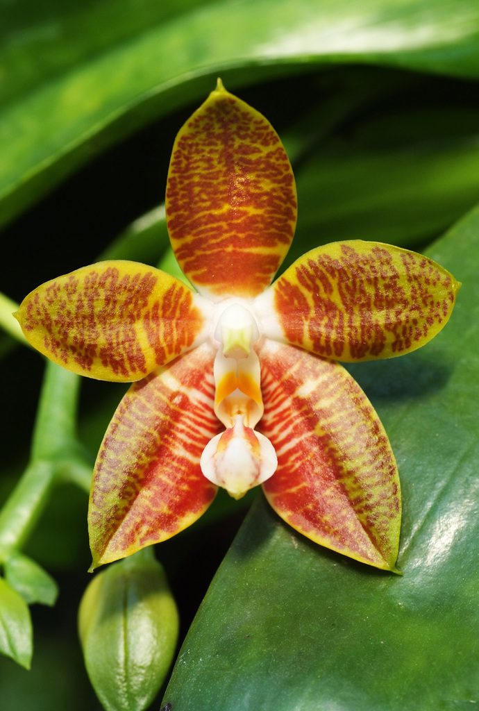 Phalaenopsis amboinensis