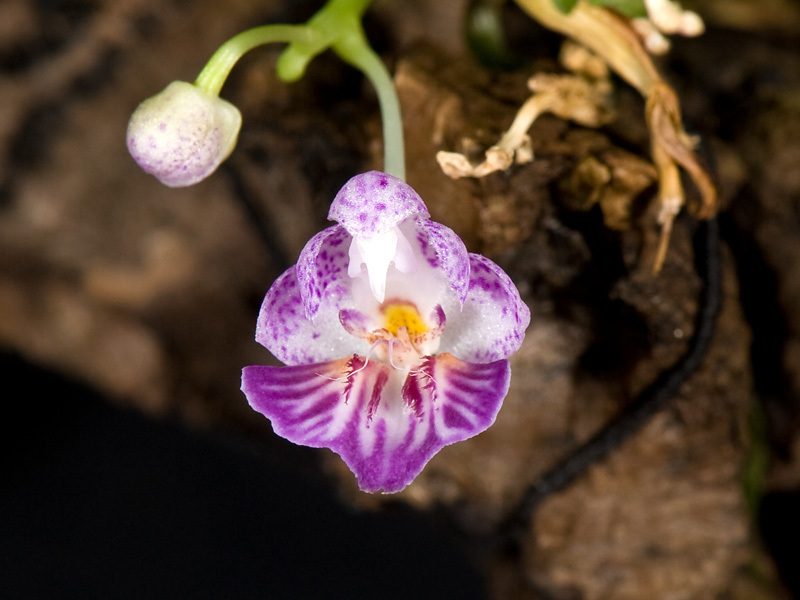Phalaenopsis appendiculata