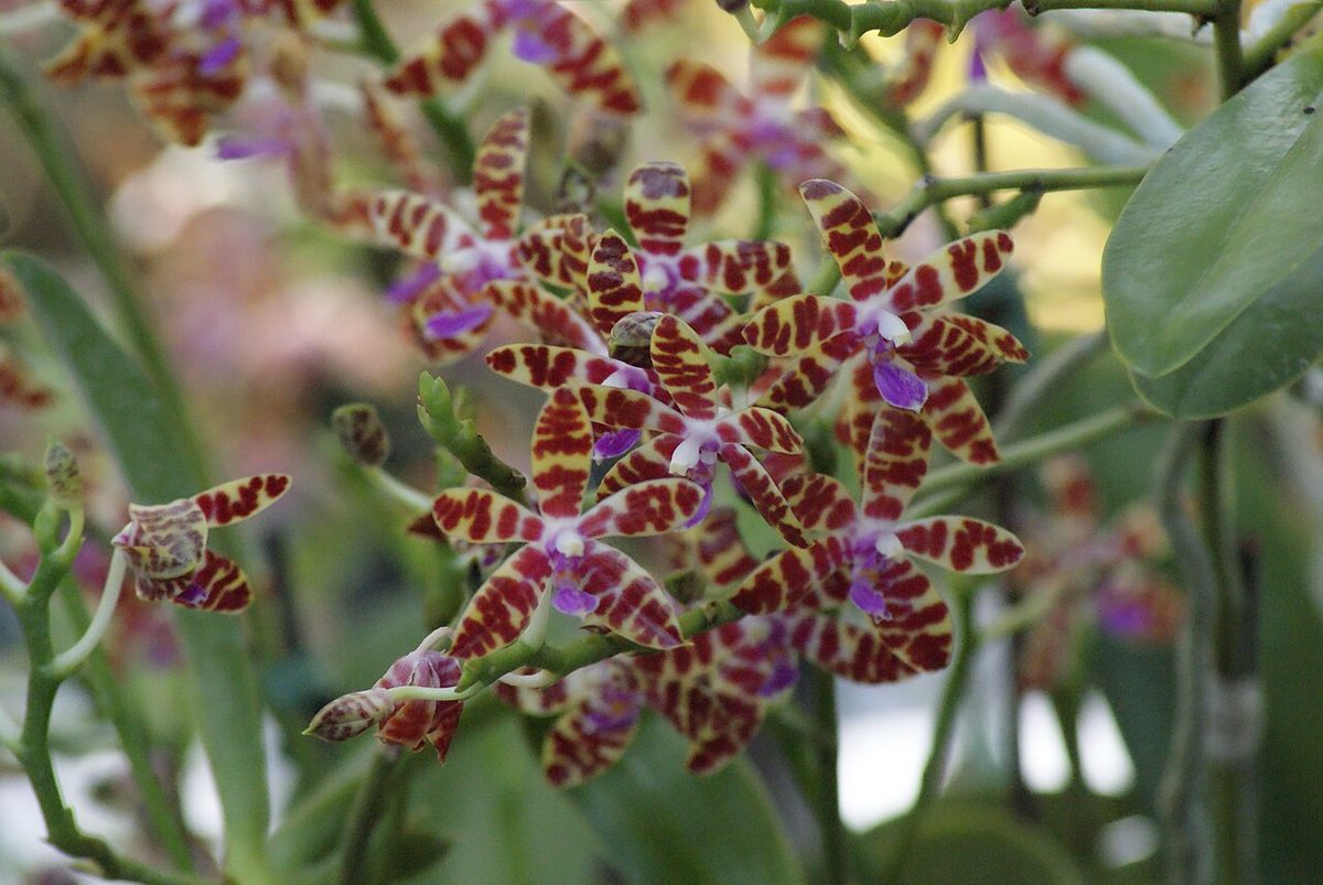 Phalaenopsis bastianii