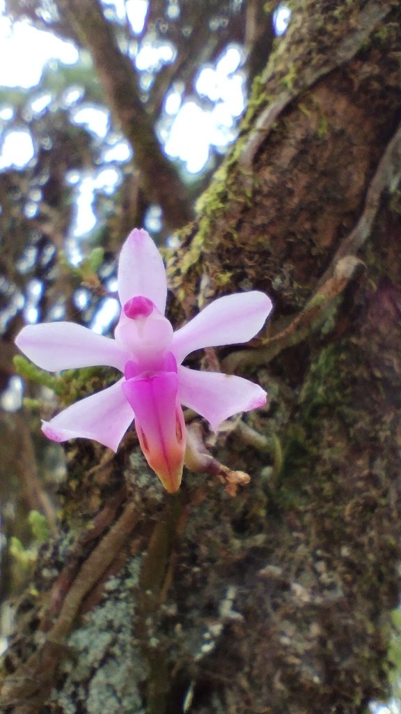 Phalaenopsis braceana
