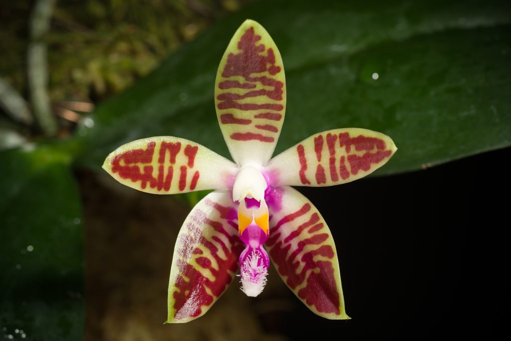 Phalaenopsis corningiana