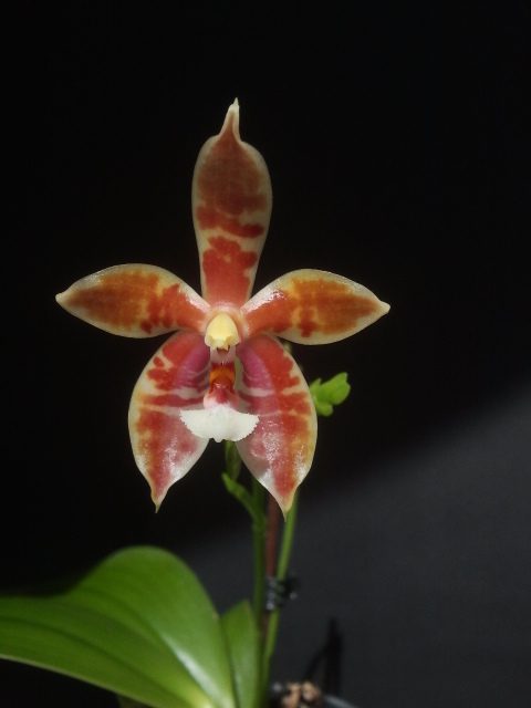 Phalaenopsis cornu-cervi