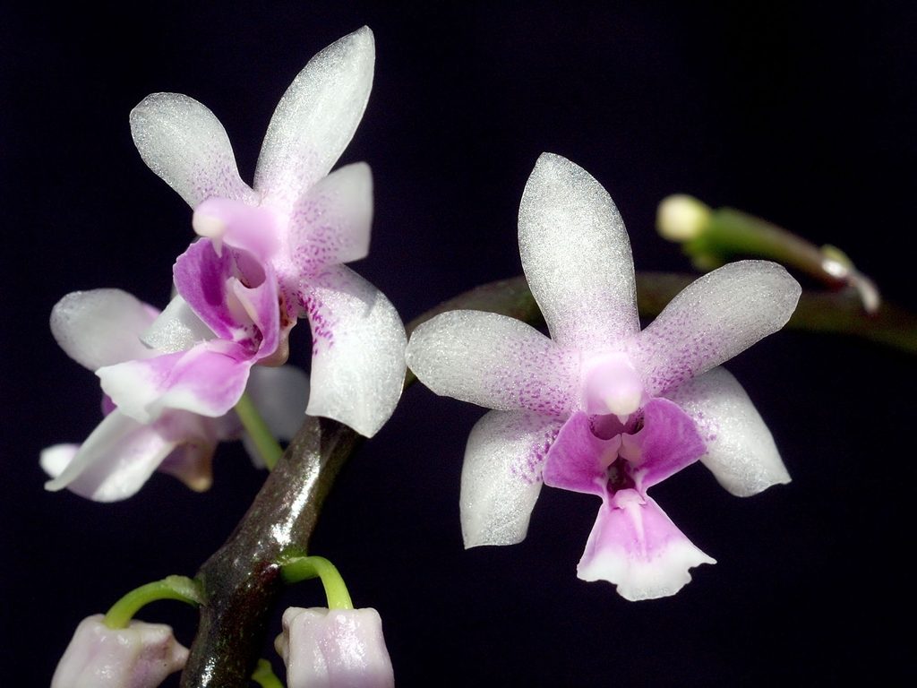 Phalaenopsis deliciosa