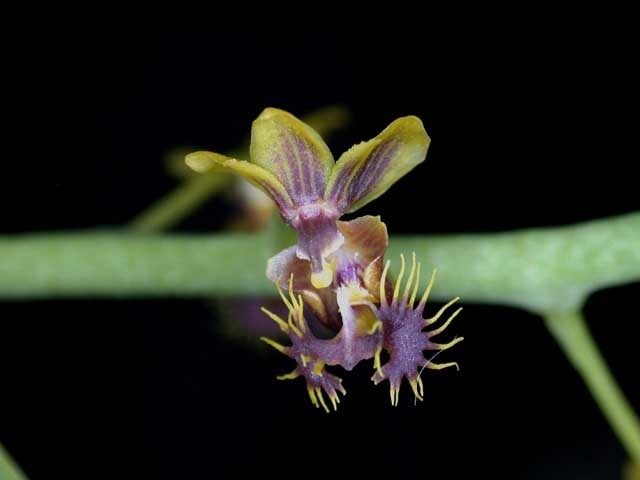 Phalaenopsis difformis