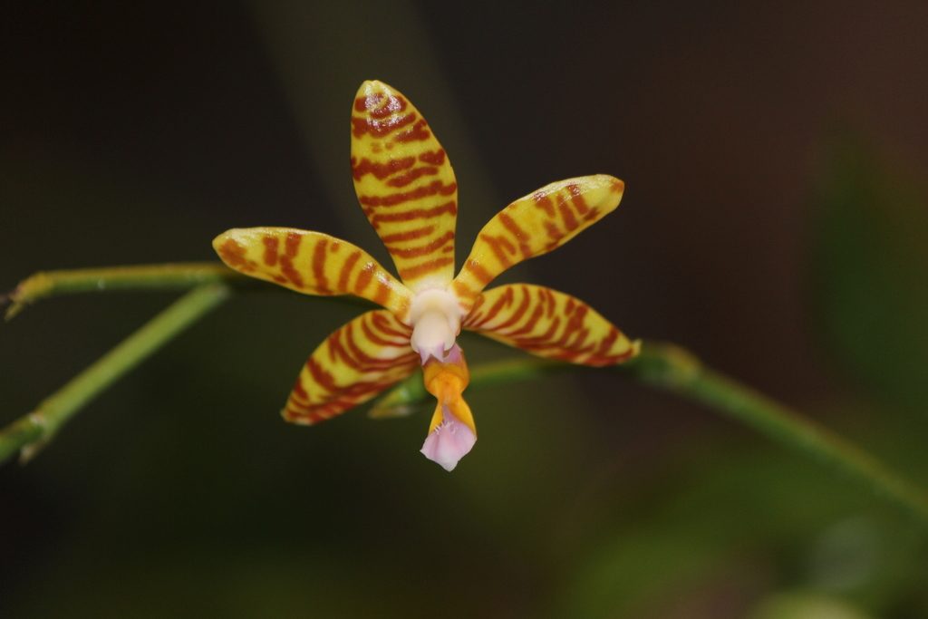 Phalaenopsis fasciata