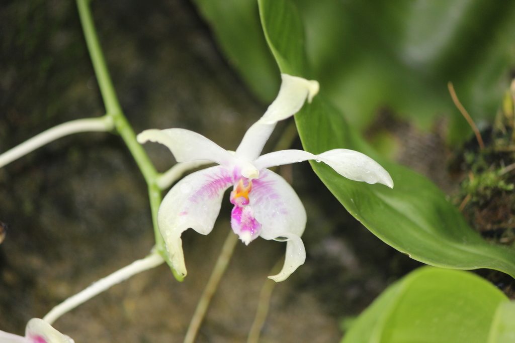 Phalaenopsis fimbriata