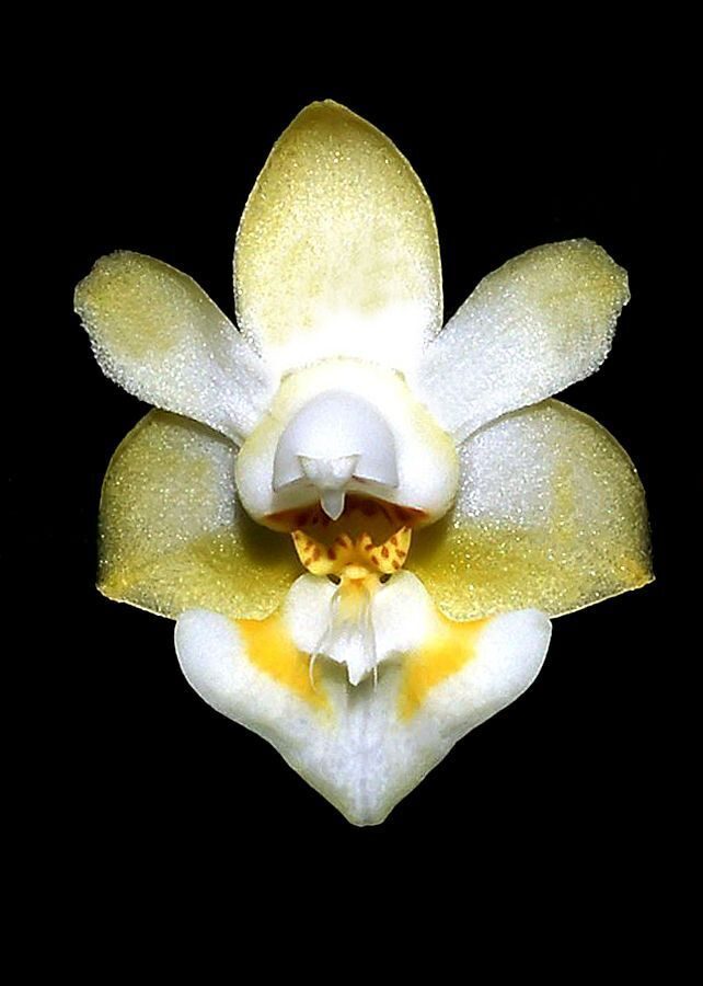 Phalaenopsis gibbosa
