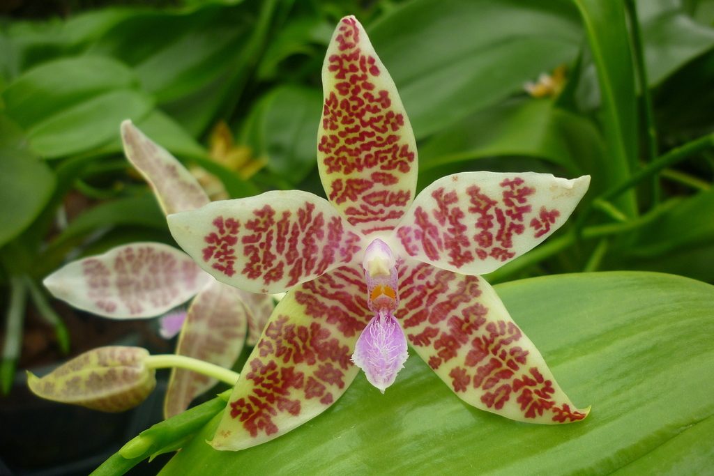 Phalaenopsis hieroglyphica