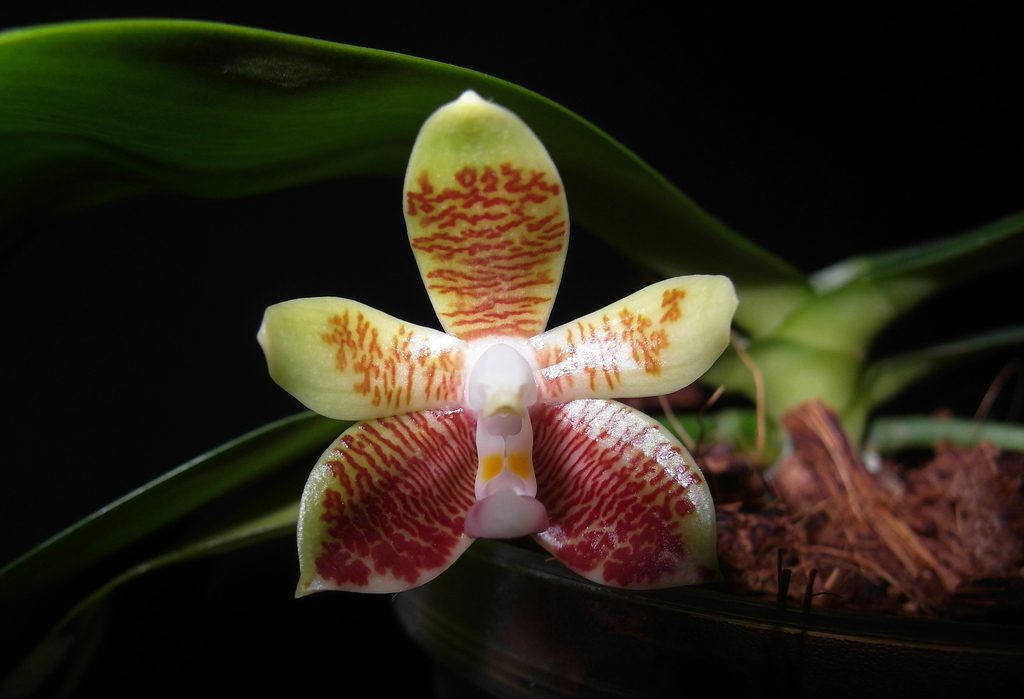 Phalaenopsis inscriptiosinensis