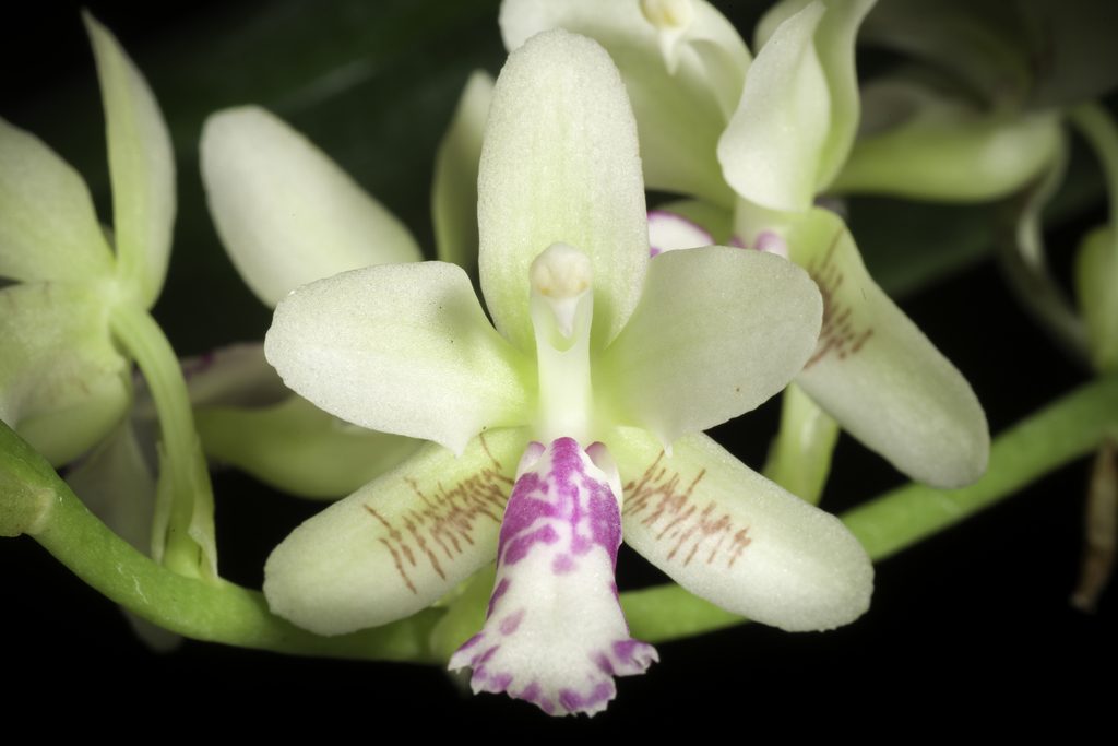 Phalaenopsis japonica