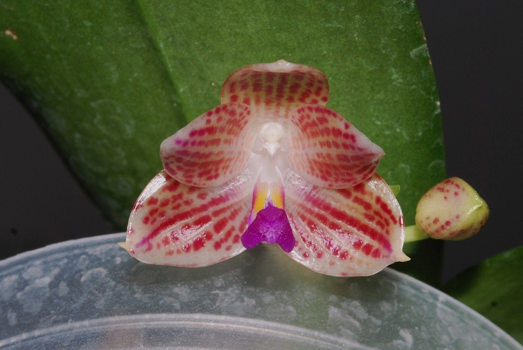 Phalaenopsis javanica