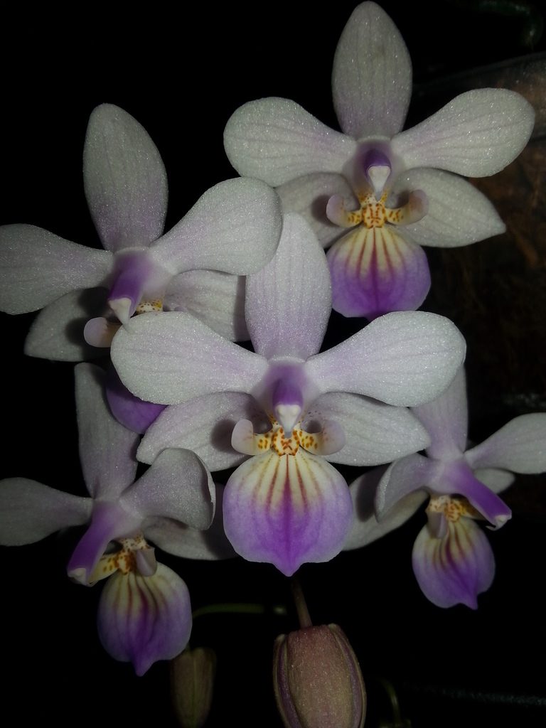Phalaenopsis lindenii
