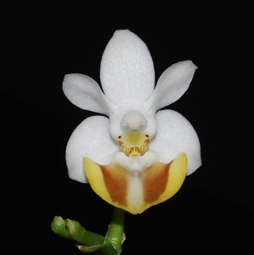 Phalaenopsis lobbii