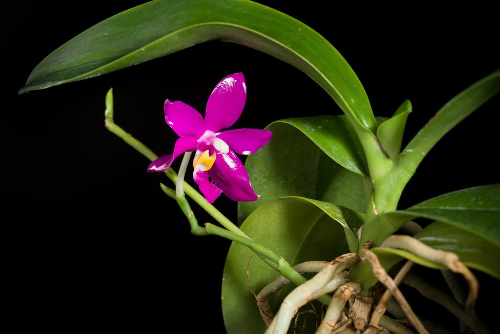 Phalaenopsis lueddemanniana