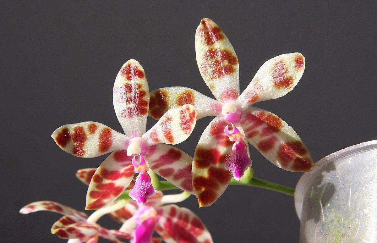 Phalaenopsis mariae