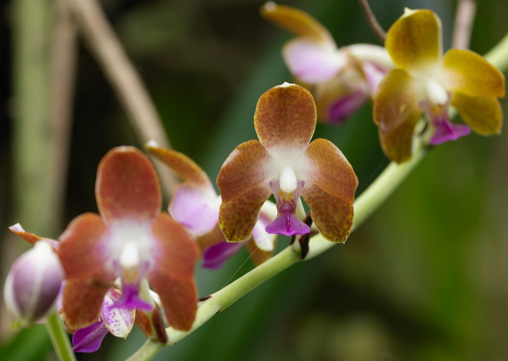 Phalaenopsis marriottiana