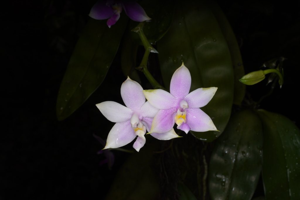 Phalaenopsis mentawaiensis
