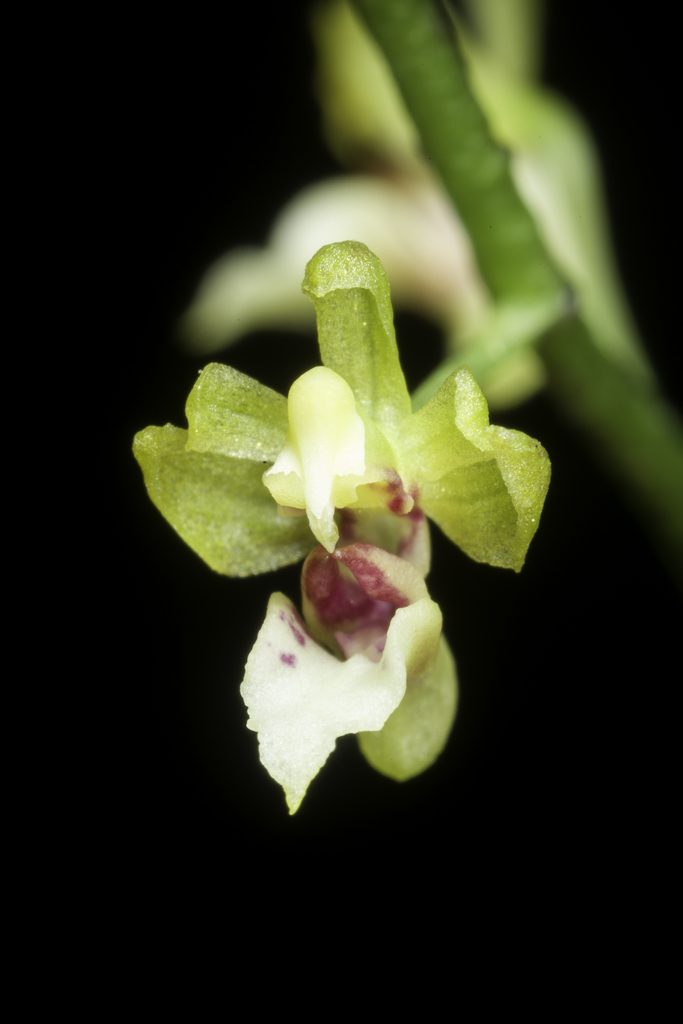 Phalaenopsis mirabilis