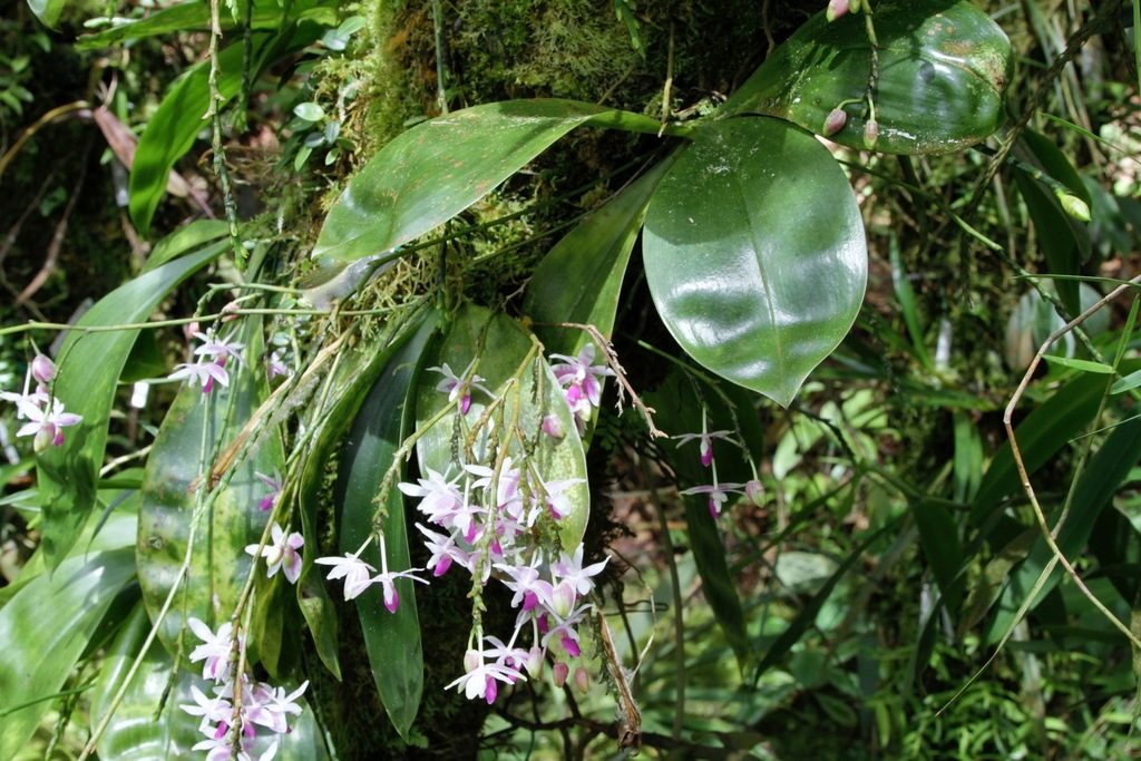 Phalaenopsis modesta