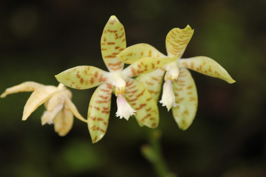 Phalaenopsis pallens