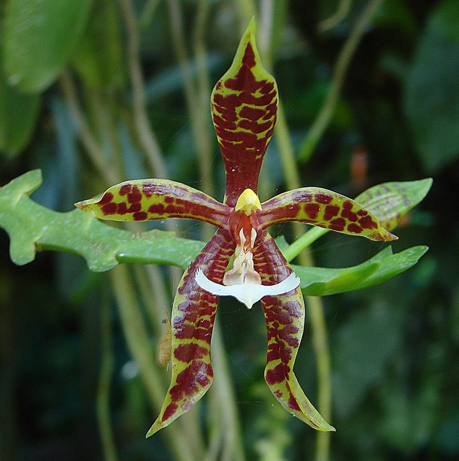 Phalaenopsis pantherina