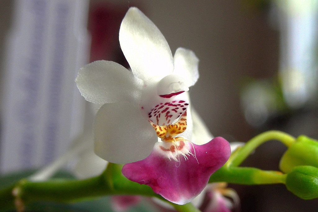 Phalaenopsis parishii